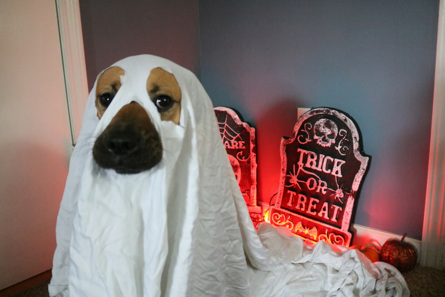Halloween Pet Costumes You Can Make At Home