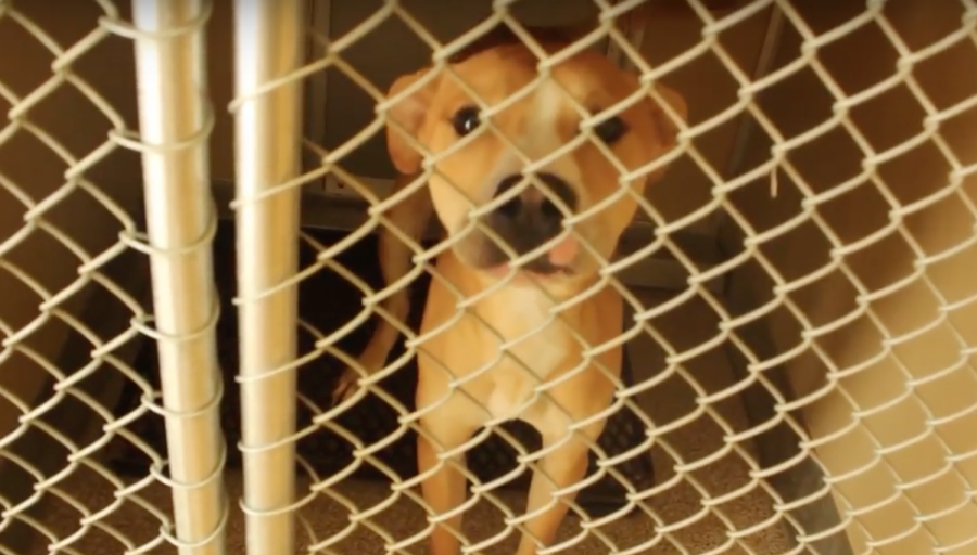 What+are+the+reasons+for+animal+cruelty+in+Macon%3F