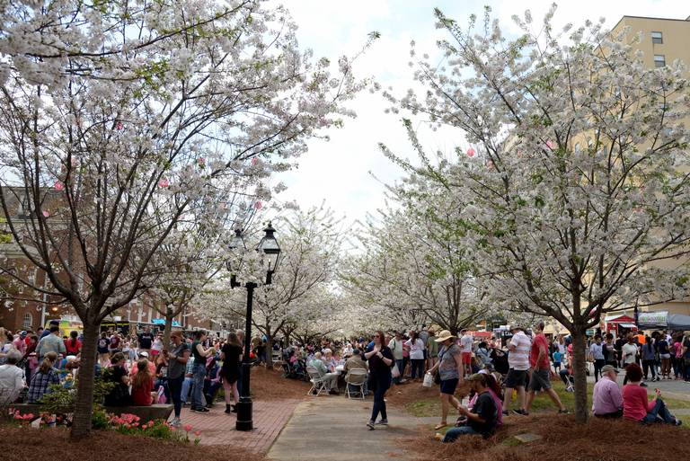 People crowded together under blooming cherry trees in Third Street Park during the 2019 Food Truck Frenzy.