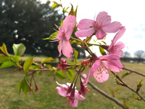 A Helen Taft cherry tree recently planted in Carolyn Crayton Park displays pinker blossoms than the Yoshinos prominent in Macon. 