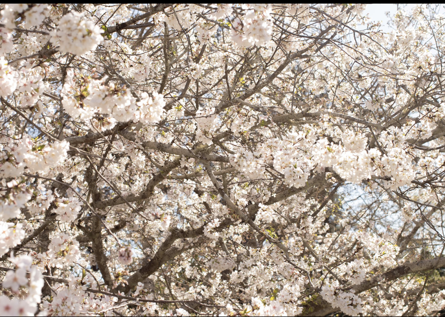 Mounds of trash take the bloom off Cherry Blossom Festival - The Washington  Post