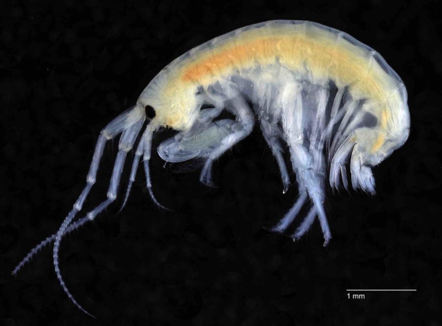 The scientific name of the new amphipod has not yet been made public, but it is identified   a shrimp-like organism about four millimeters in size.
