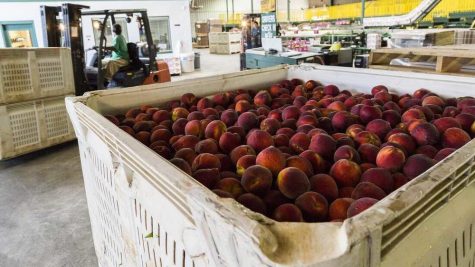 Peaches ready for packing and shipping at Lane Packing, a peach farm in Fort Valley, Ga.