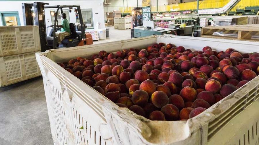 Peaches+ready+for+packing+and+shipping+at+Lane+Packing%2C+a+peach+farm+in+Fort+Valley%2C+Ga.