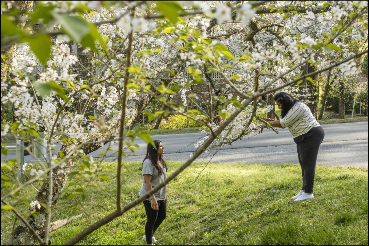 Anitra Chandrasekar of Jacksonville, Fla., (left) poses for her mother, Meena, among the Yoshino cherry blossoms along Ingleside Drive in Macon.