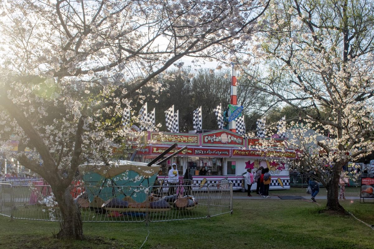 Yoshino Cherry blossoms glisten in the evening sunlight at the International Cherry Blossom Festival in Macon, Ga. on Monday, March 18, 2024. Macon holds the title of 
