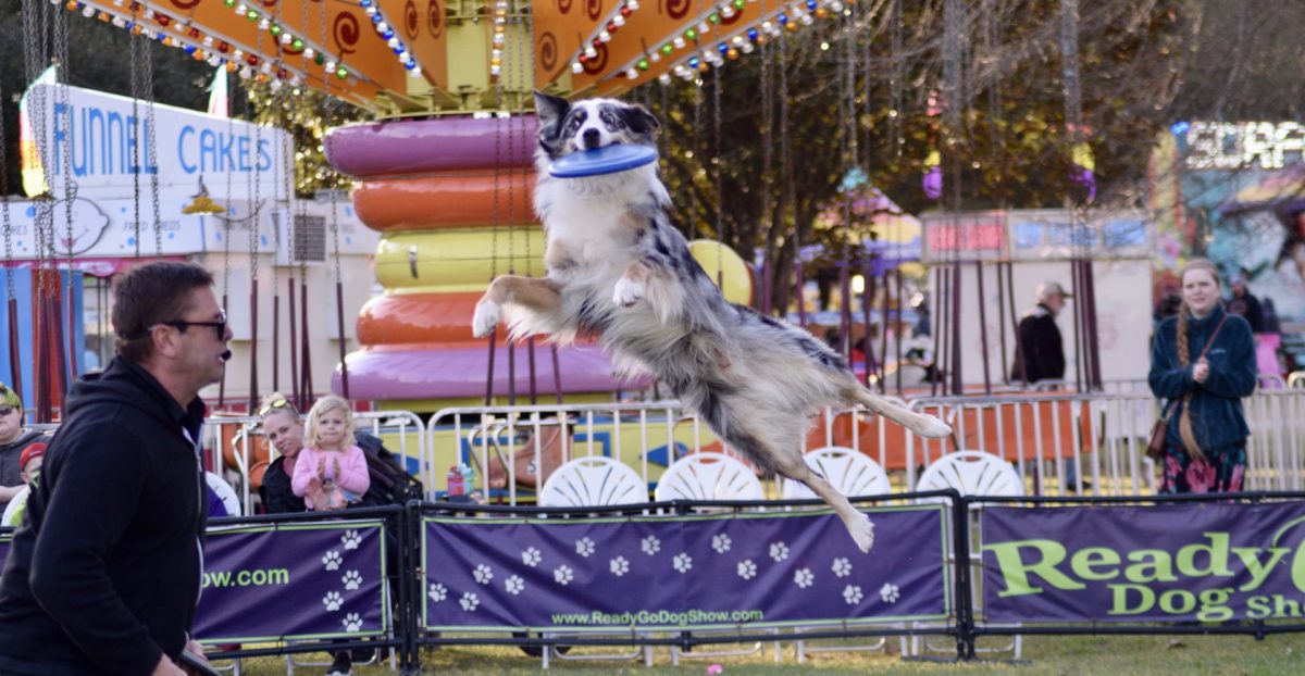 Bombay jumps over 6 feet to catch a flying frisbee during the “Ready Go Dog Show” on March 18, 2024 at Macon’s Cherry Blossom Festival. Bombay is a 4-year-old rescue out of Arkansas. 