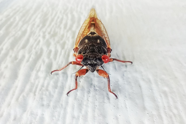 A Brood XIX periodical cicada as seen in Macon, Georgia.