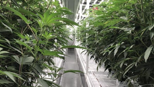 Marijuana plants grow inside Fine Fettle Georgias 118,000-square-foot facility in the Macon-Bibb County Industrial Authorities Ocmulgee East Industrial Park. 