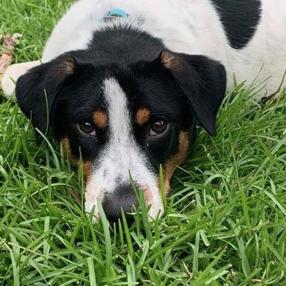 Margo, a five-year-old Australian shepherd mix, enjoys lounging in the yard. 