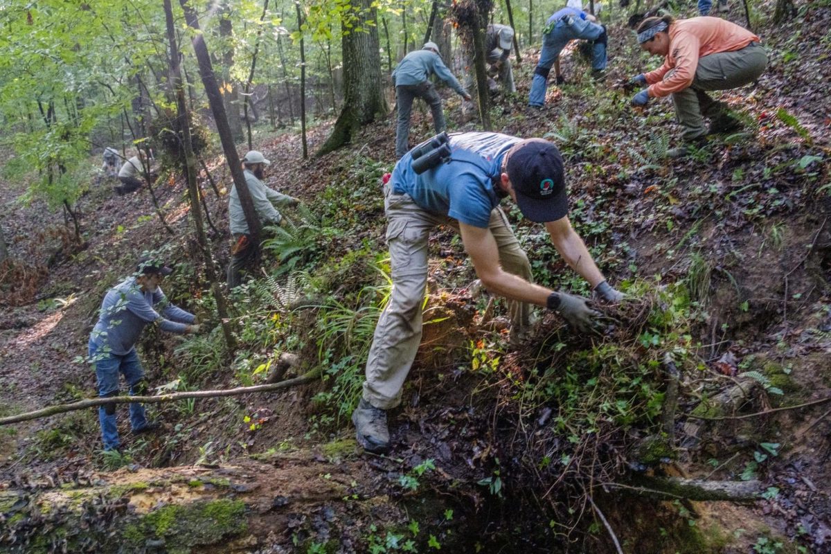 Volunteers rip out English ivy by hand in a patch of urban forest in Macon known to support the federally endangered fringed campion plant on July 18, 2024. The workday was part of a multi-agency effort to protect the plant only found in a few dozen sites in Georgia and Florida.