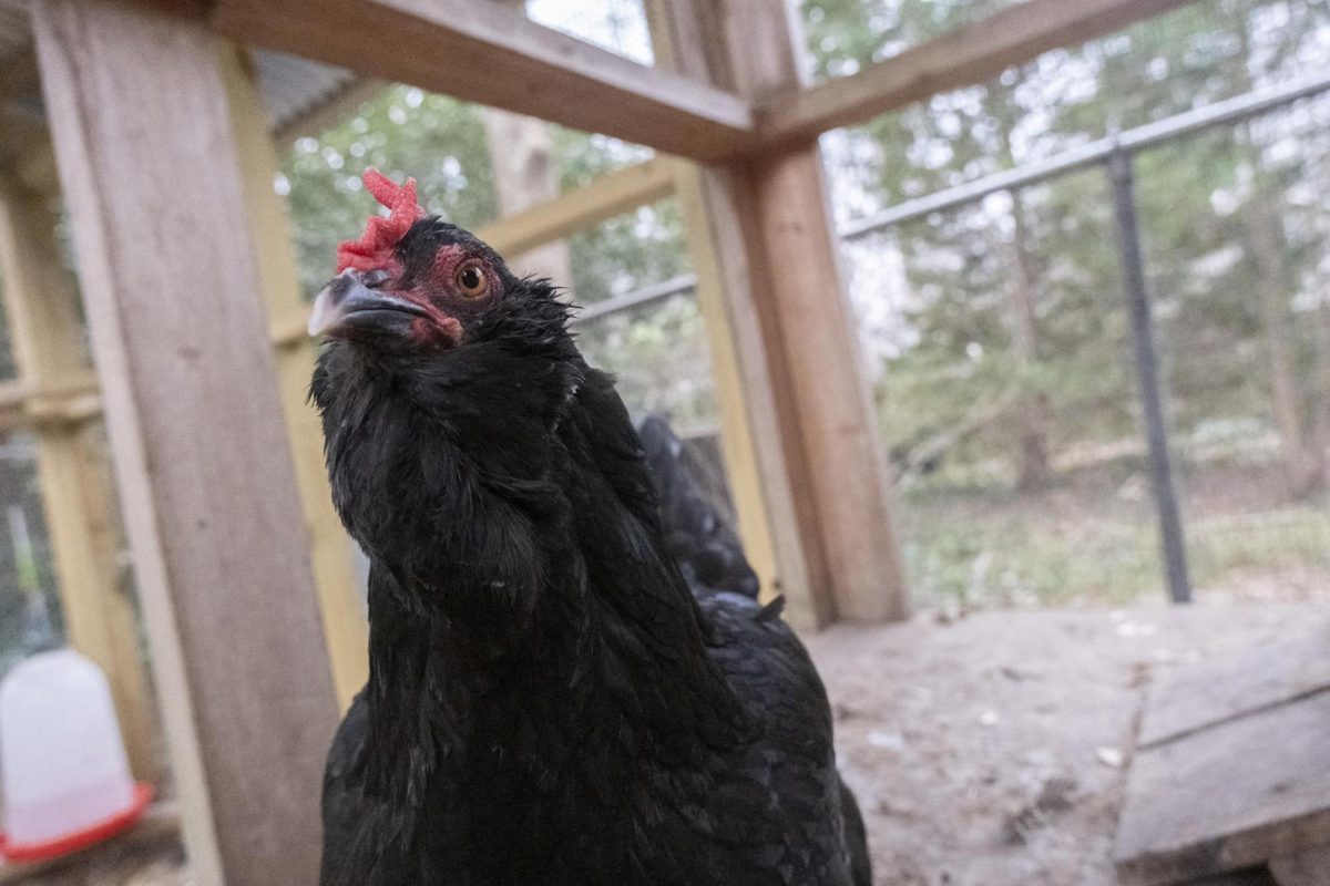 One of Kyo Brown's chickens inside her backyard chicken coop in Decatur, Ga., just east of Atlanta. Prohibiting free ranging is just one biosecurity measure that chicken owners and producers are encouraged to take as highly pathogenic avian influenza spreads across the U.S. and across species.