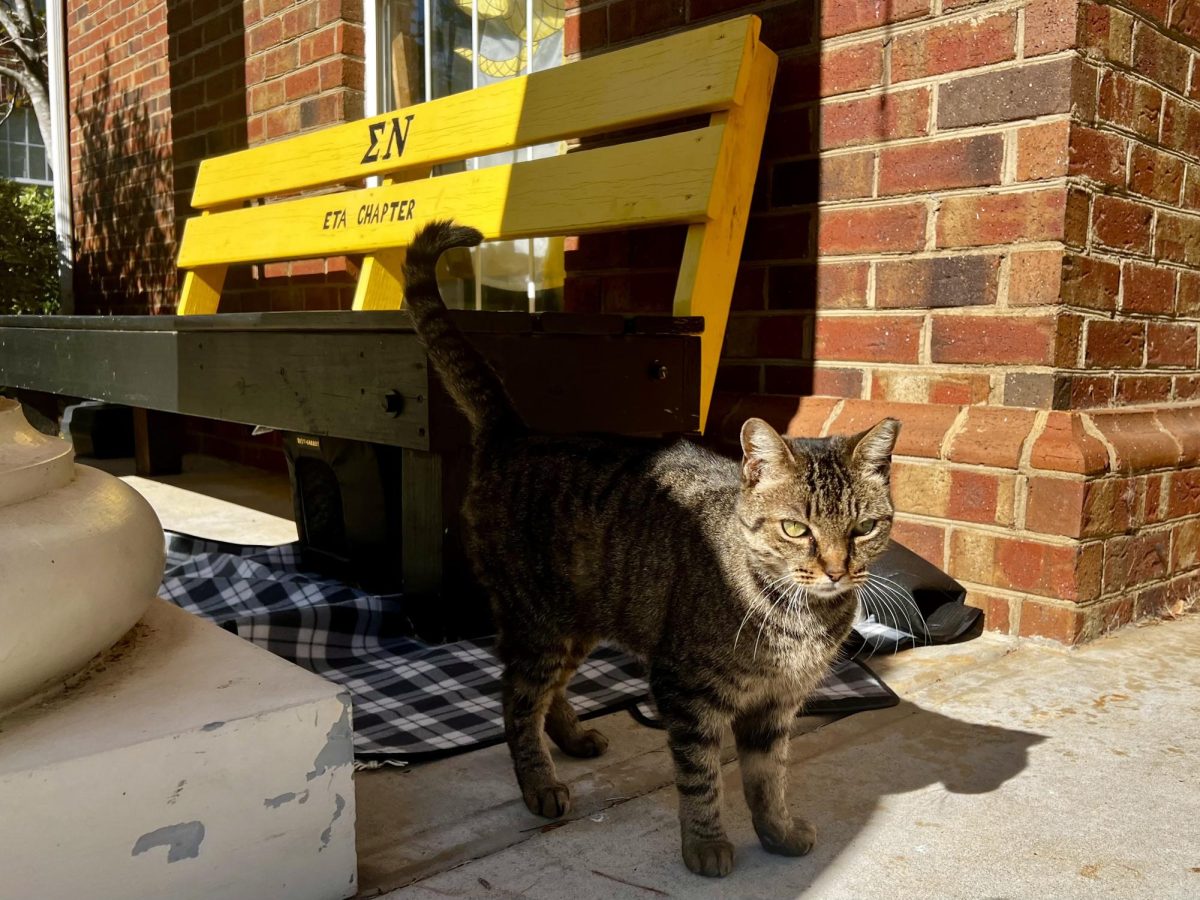 Cardinal, named after Chi Omega’s colors, stands on Sigma Nu’s balcony after eating her lunch around 1 p.m. Nov. 4, 2025.


