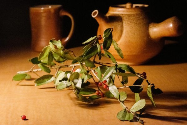 Yaupon holly grows in marginal soils from Virginia to Texas. It is North America's only plant that produces caffeine, which is likely why it has been enjoyed as a tea for hundreds of years.