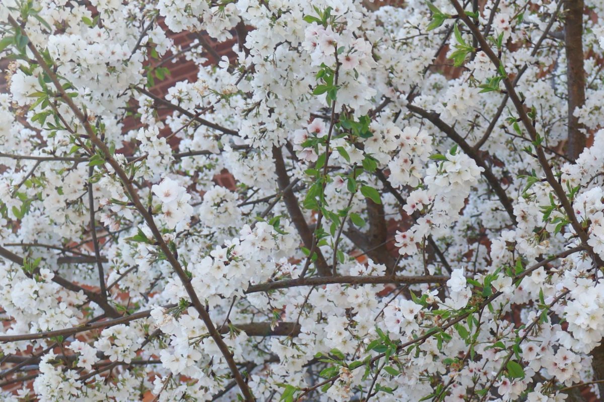 A Yoshino cherry tree in bloom during Macon's annual Cherry Blossom Festival.