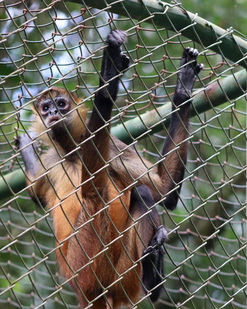 Proyecto Asis combines wildlife rescue and education in Costa Rica