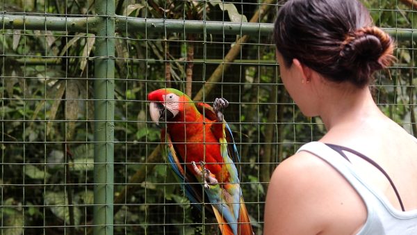 Mercer University student Mary Beaver admires a macaw at Proyecto Asis