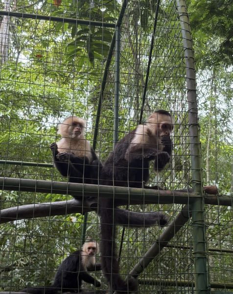 The capuchin monkeys pictured here are some of the primates housed at Proyecto Asis.