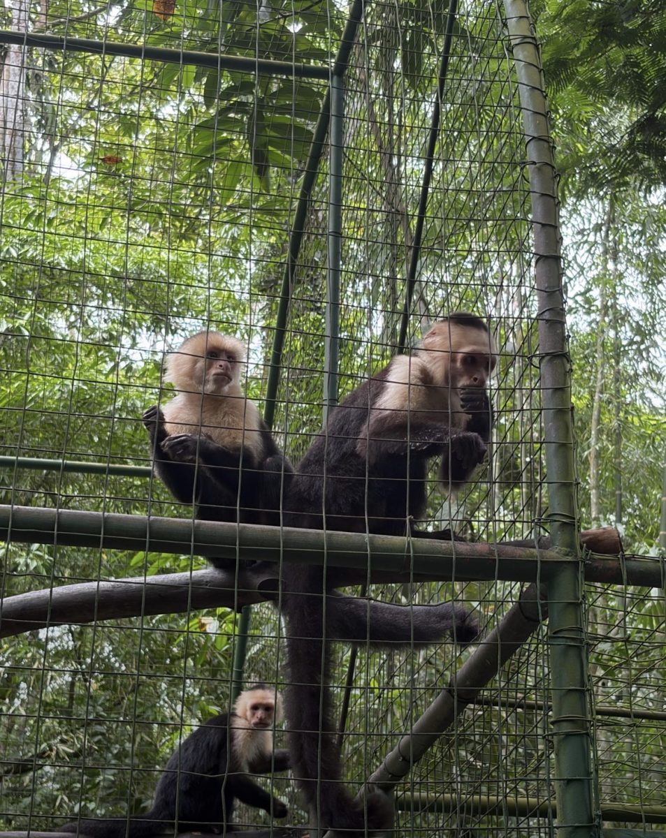 The capuchin monkeys pictured here are some of the primates housed at Proyecto Asis. 