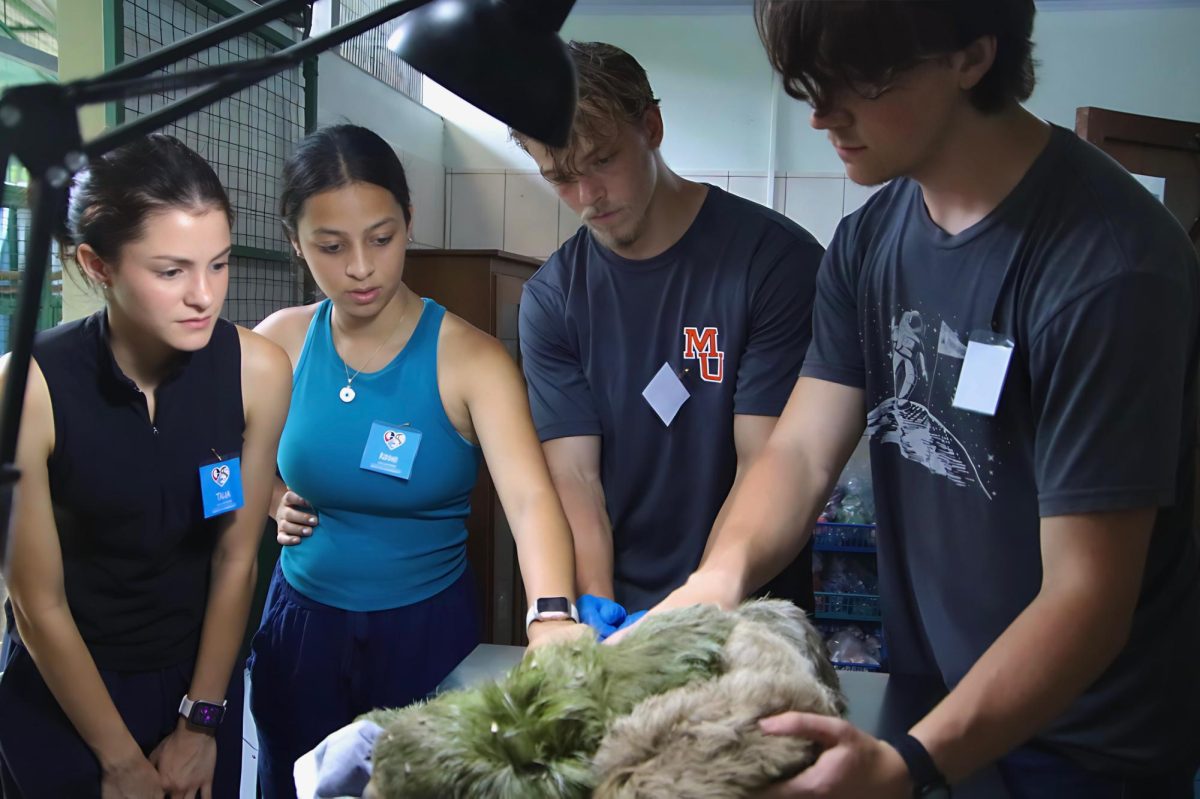 Mercer students Talia Vega, Riddhi Maheshwari, Christopher Field and Elijah Walton on a rotation at the Proyecto Asis vet clinic. A mom and baby sloth were brought to the wildlife sanctuary after the mom apparently fell from a tree.