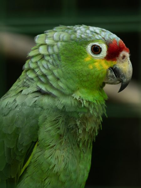 One of the parrots located at Proyecto Asis.