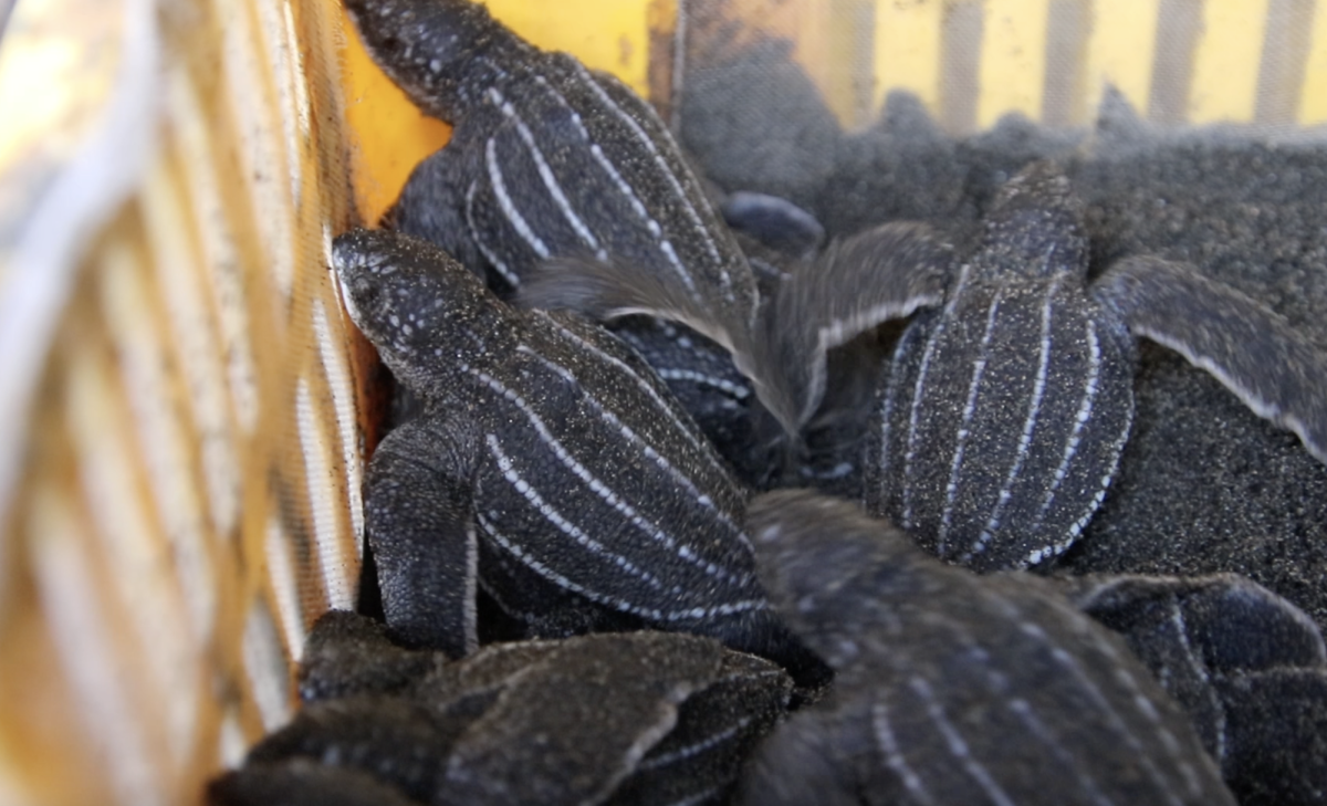 Newly hatched leatherback sea turtles at Estación Las Tortugas on June 2nd, 2026.