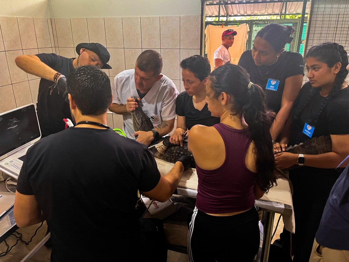 Mercer psychology and neuroscience students assisted in the vet clinic during their Mercer On Mission work at Proyecto Asis. Here students are helping hold a caiman that is undergoing an ultrasound.