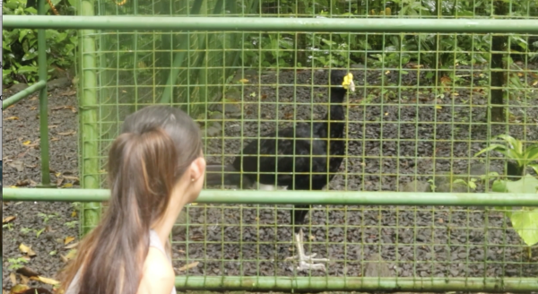 Pictured is a Mercer Student observing the Great Currasow residing in the animal rescue site Proyecto Asis.